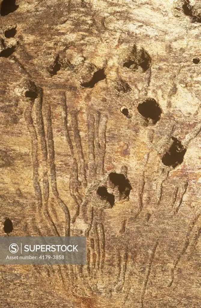 Elm Bark Beetle (Scolytus scolytus) Galleries & Spotted Woodpecker Holes  (Dendrocopos major)