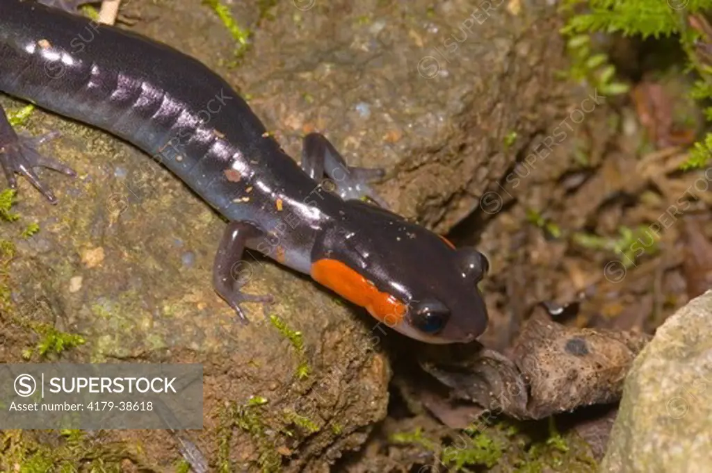 Red-cheeked Salamander, Plethodon jordani, Chimney Tops Trail, Great Smokey Mountains National Park, Tennessee.