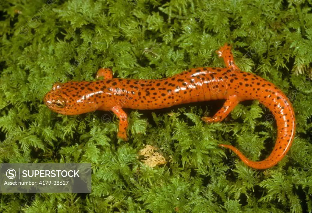 Northern Red Salamander (Pseuditriton ruber)