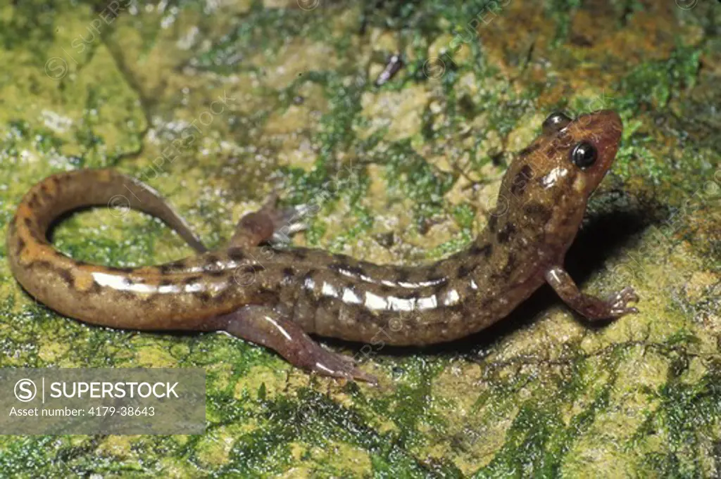 Seal Salamander (Desmognathus monticola), Stuart Rec. Area, WV, WEst Virginia