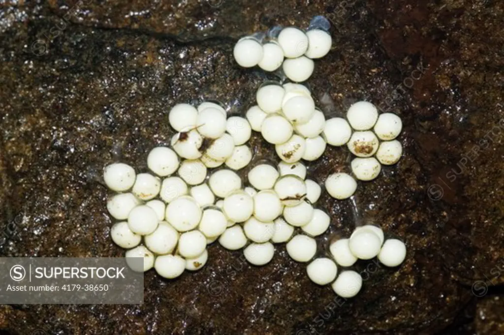 Eggs of the Seal Salamander (Desmognathus monticola) attached to underside of rock in seep area, salamander biology course field trip, Deep Gap, NC