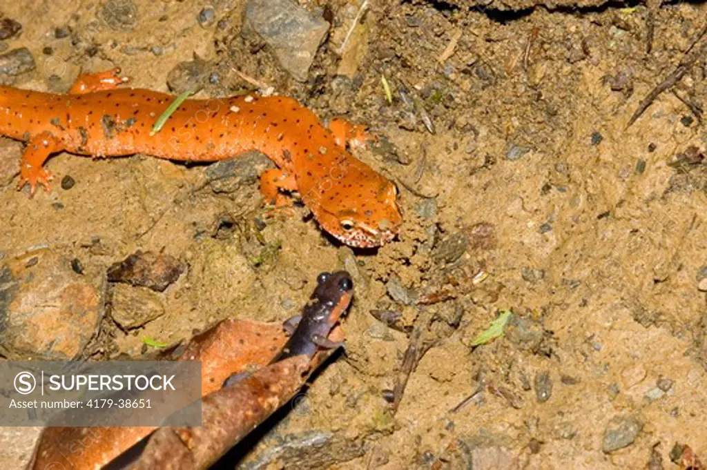Blur Ridge Spring Salamander (Gyrinophilus porphyriticus danielsi) about to eat a juvenile Jordan's Salamander (Plethodon jordani) Chimney Tops Trail, Great Smoky Mountains National Park, TN