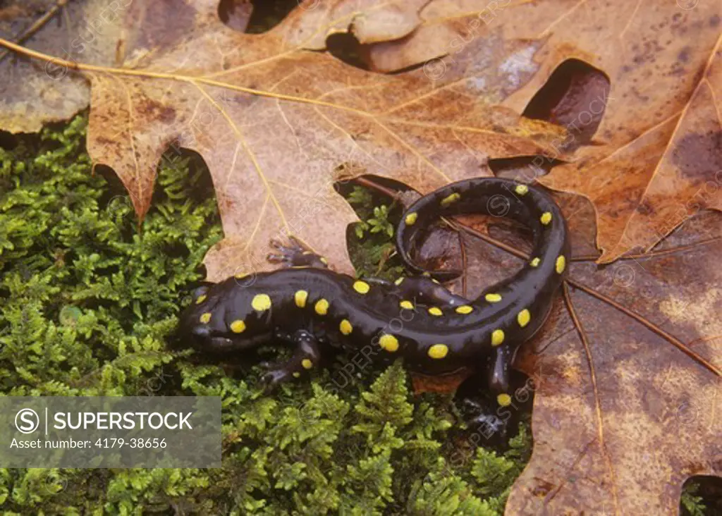 Spotted Salamander (Ambystoma maculatum) Pennsylvania