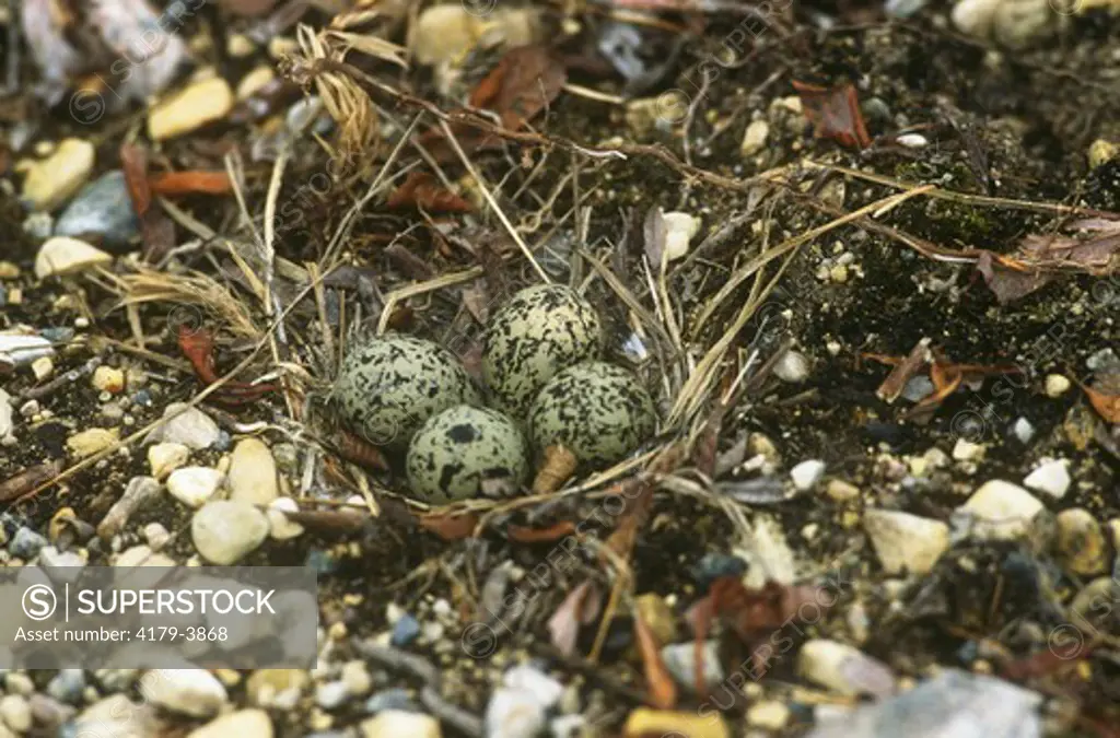 Nest and Eggs of Semipalmated Plover (Charadrius semipalmatus), Churchill, Manitoba
