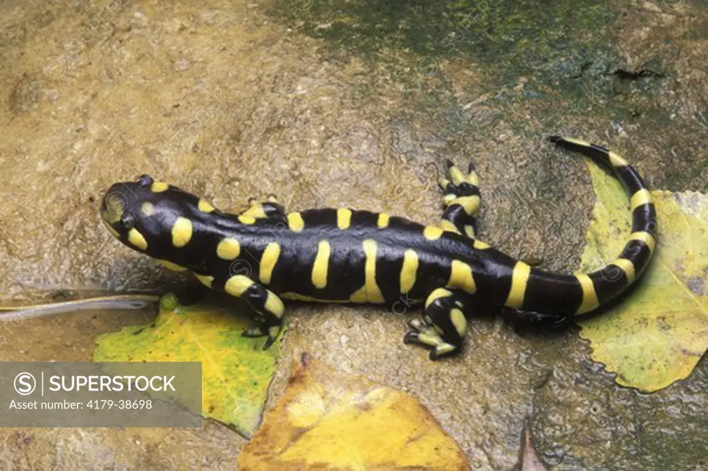 Barred Tiger Salamander (Ambystoma mavortium), Cheyenne Co., KS
