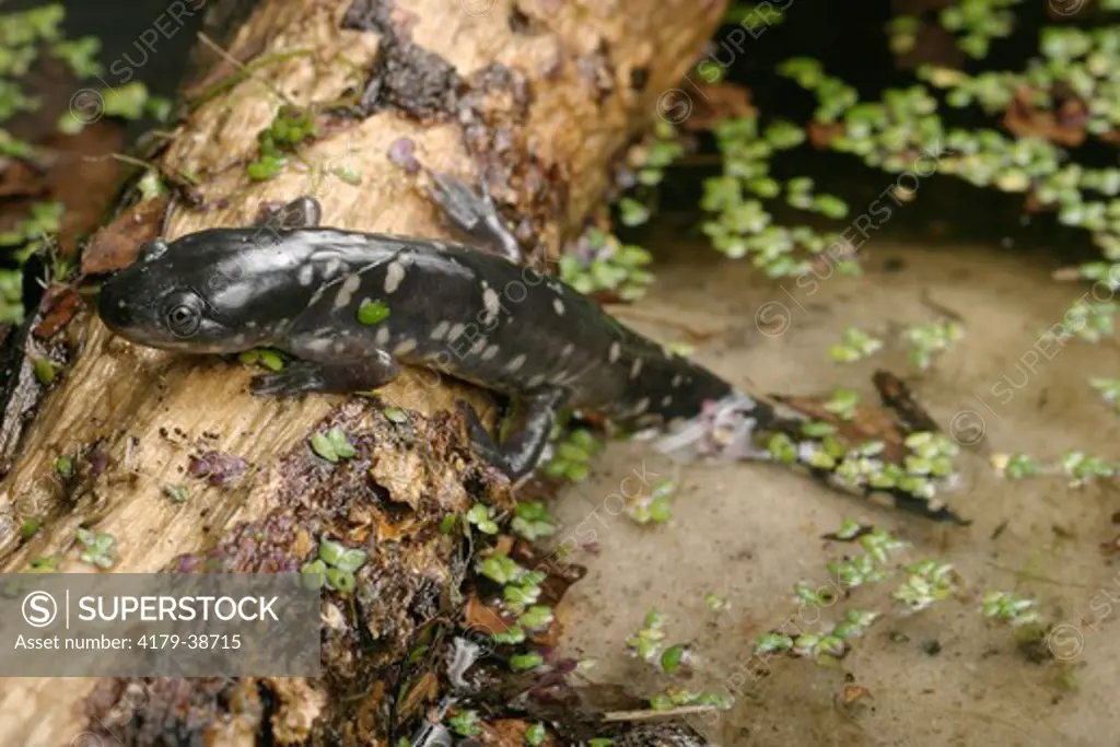 Tiger Salamander (Ambystoma tigrinum) Sumter County, Florida