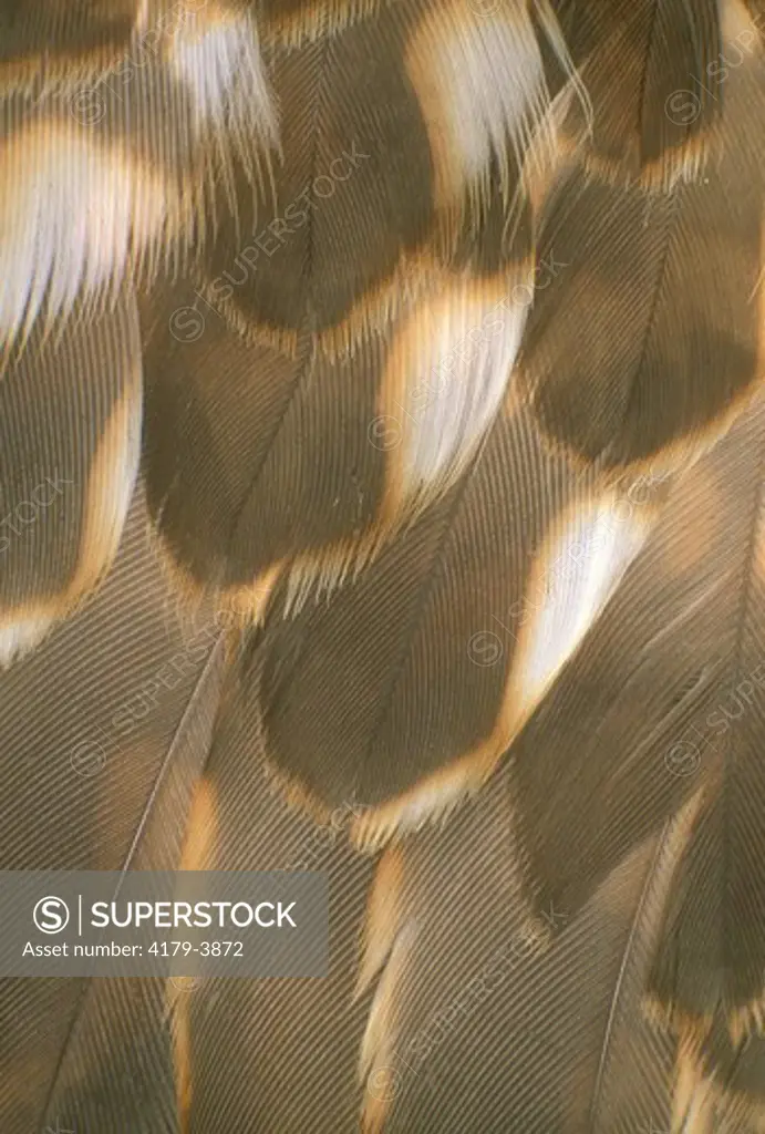 Red-Shouldered Hawk wing feathers (Buteo lineatus)