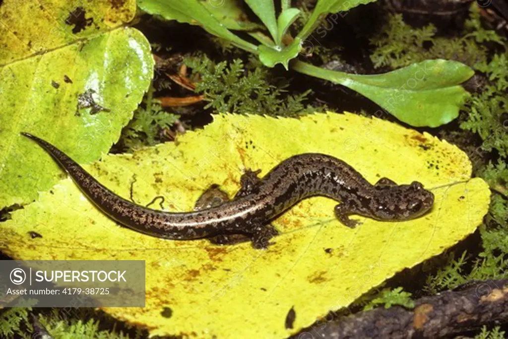 Weller's Salamander (Plethodon welleri), Unicoi Co., TN