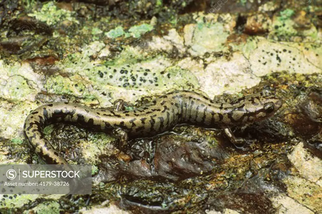 Weller's Salamander (Plethodon welleri)  Stone Mt., Watauga Co.,  NC, North Carolina
