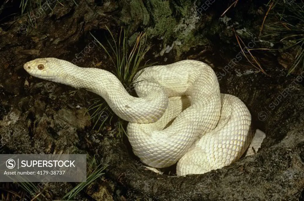 Albino Northern Pine Snake (Pituophis m. melanoleucus) Pine Barrens, NJ
