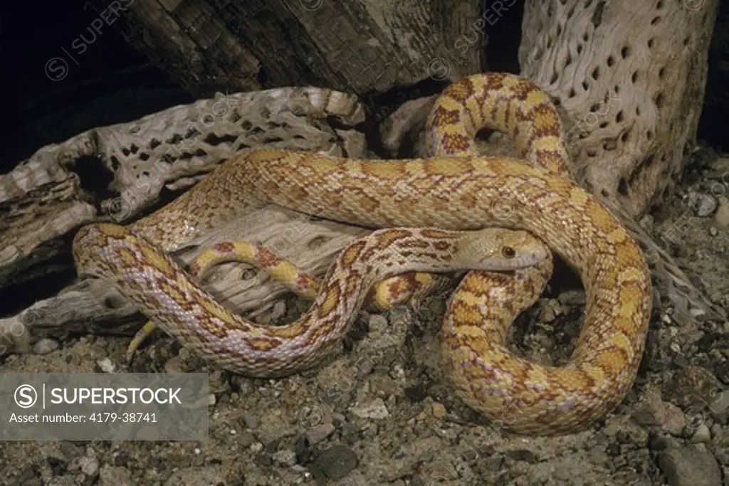 Albino Sonoran Gopher Snake (Pituophis catenifer affinis), S.W. USA & MX