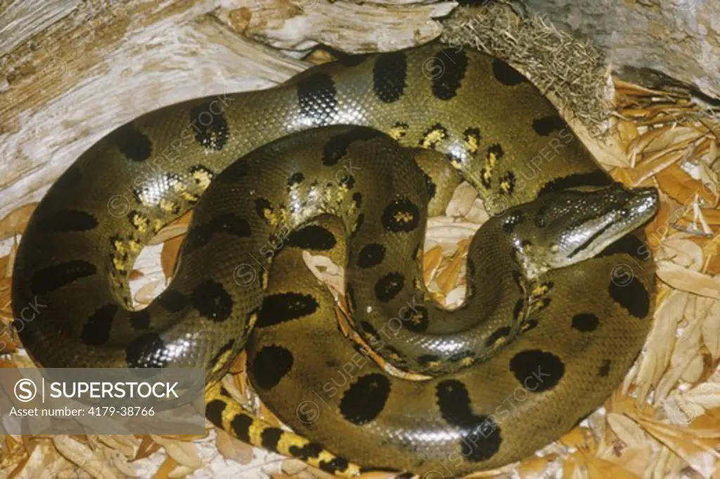 Anaconda (Eunectes murinus)  South America