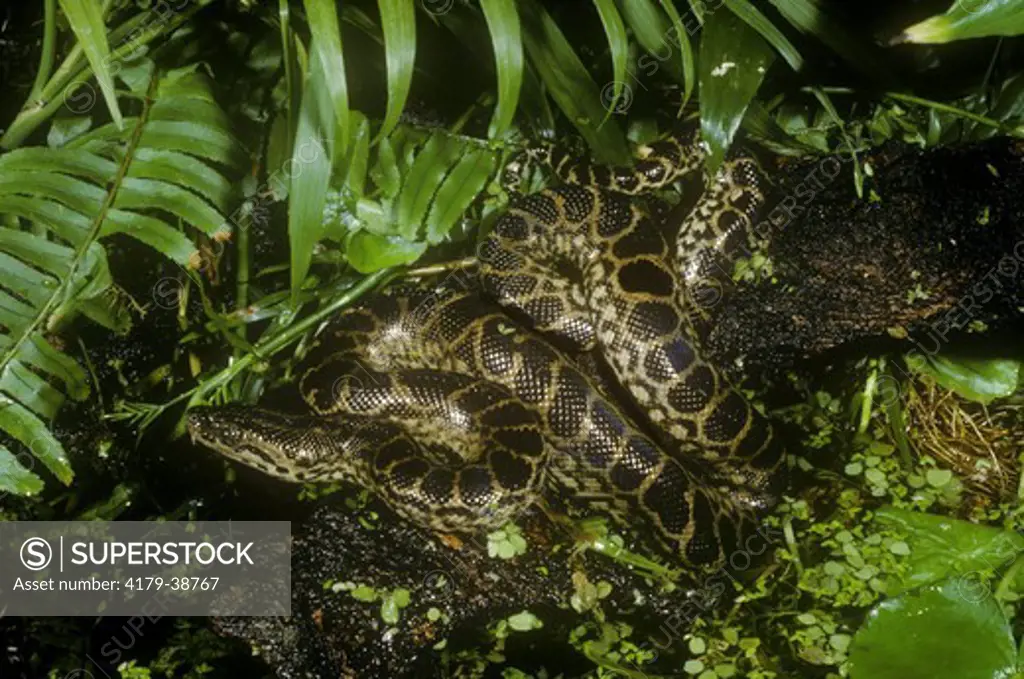 Yellow Anaconda (juv.) (Eunectes notaeus), N. Argentina to S. Brazil