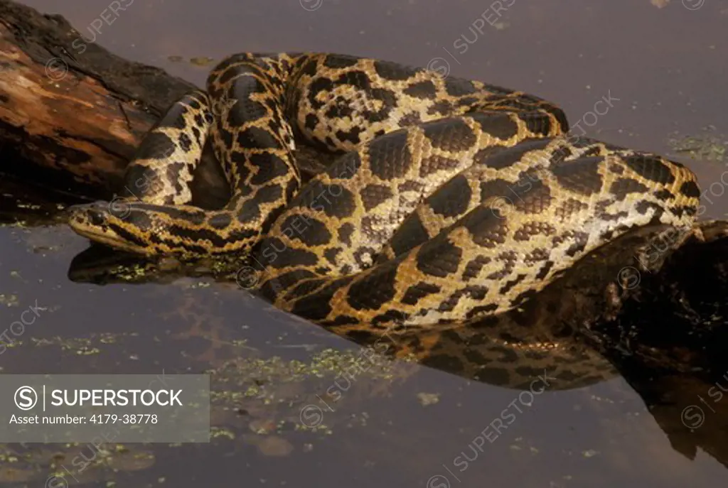 Yellow Anaconda (Eunectus notaeus), N. Argentina