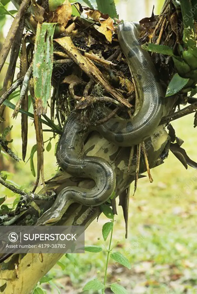 Anaconda (Eunectes murinus) Upper Amazon, Peru