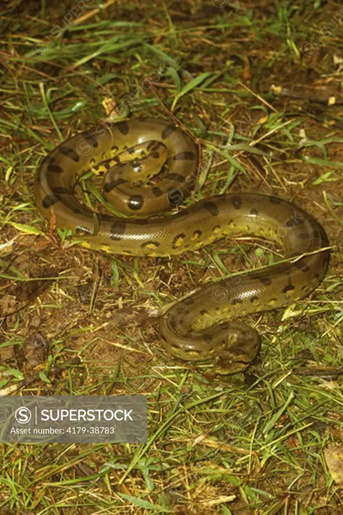 Common Anaconda (Eunectes murinus), Upper Amazon, Peru