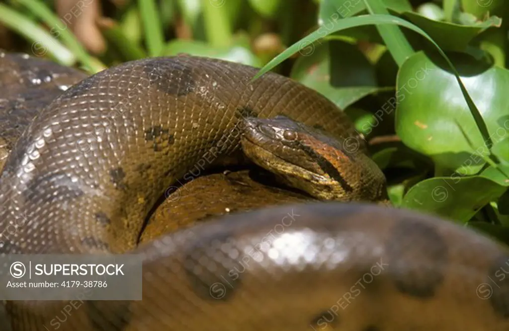 Male Green Anaconda (Eunectes murinus) emerging from a massive breeding ball Llanos Hato El Frio, Venezuela