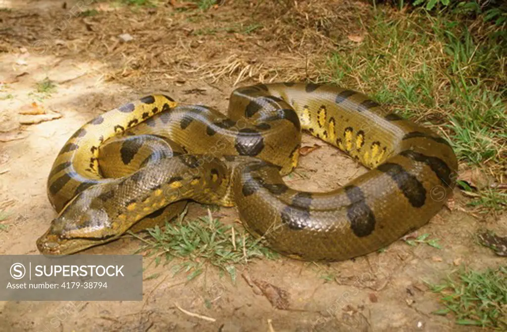 Green Anaconda, Amazon, Peru, 12' long