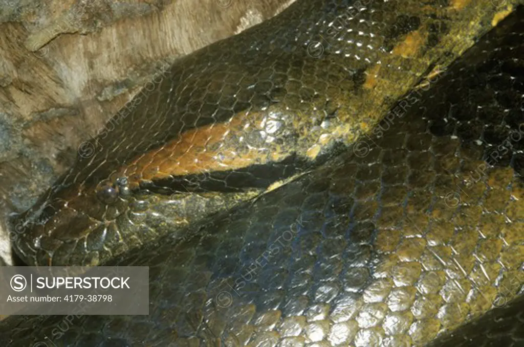 Anaconda close-up (Eunectes murinus) native to South America