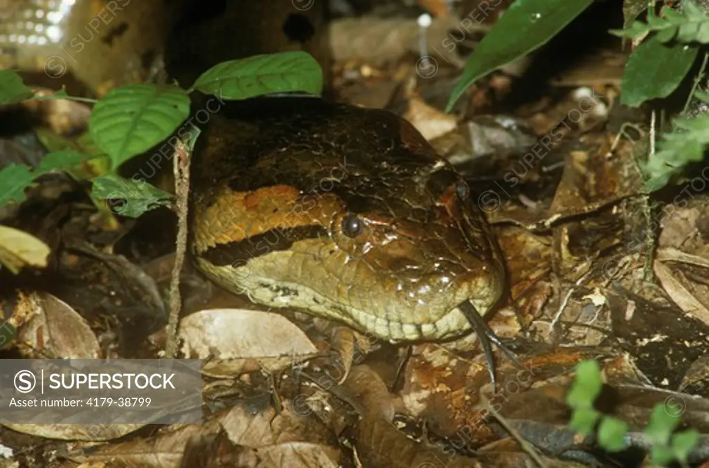 Anaconda  (Eunectes murinus) Head of 15' Snake East Ecuador