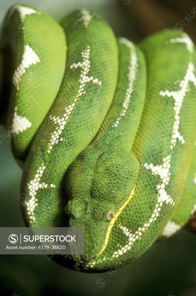 Emerald Tree Boa (Corallus caninus), Brazil