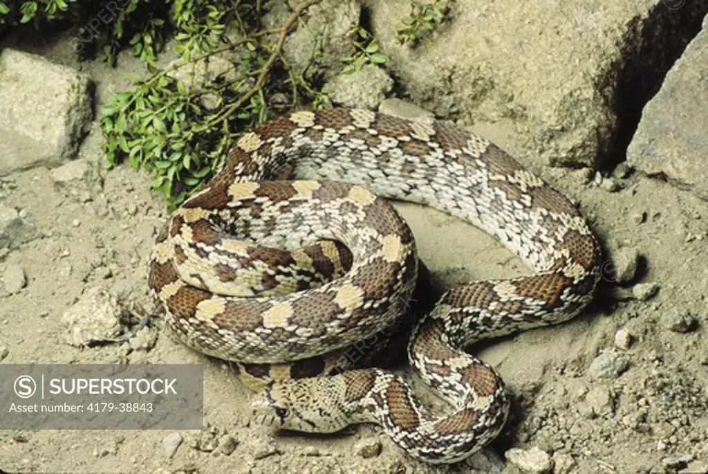 Bull Snake (Pituophis melanoleucus sayi), Hidalgo Co., NM