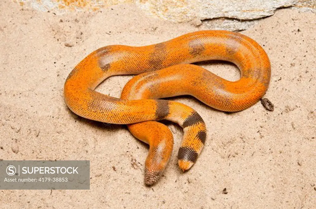 Indian Sand Boa (Eryx johnii) pattern on Tail draws attention away from Head,  India