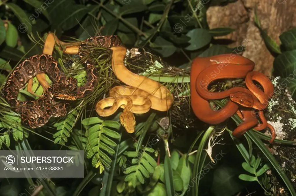 Young Amazon Tree Boas (Corallus hortulanus) three color morphs, humid lowland rainforest, Amazon & Orinoco River Basins, South America, arboreal snake, constrictor