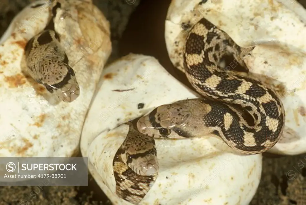 Baby Bull Snake (Pituophis cantenifer) Emerging from Eggs