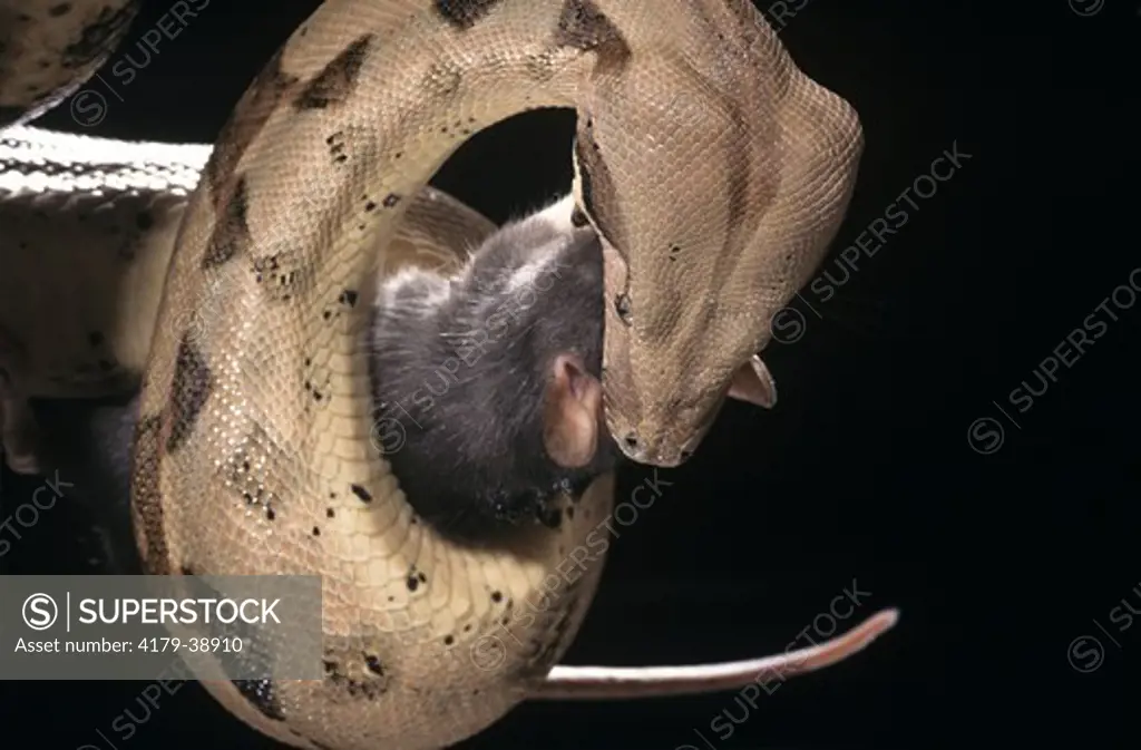 Boa Constrictor (Boa Constrictor) swallowing a Rat, Cent & So. America