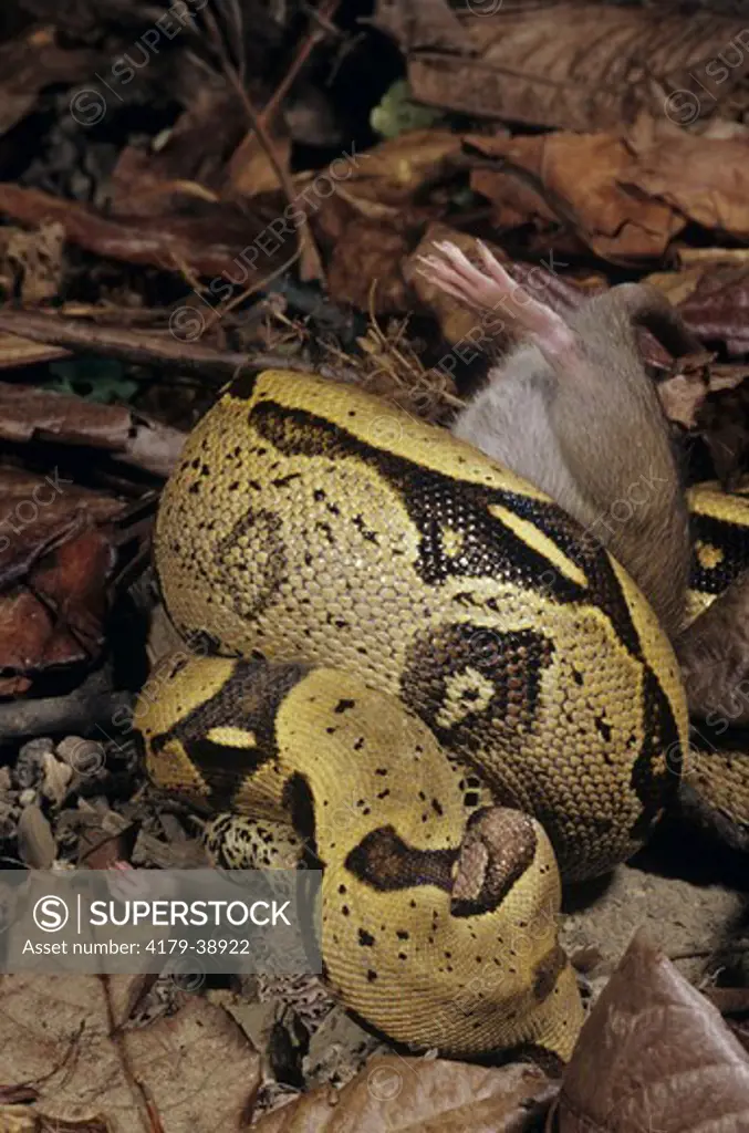 Boa Constrictor (Constrictor constricto) constricting Rat, N. South America