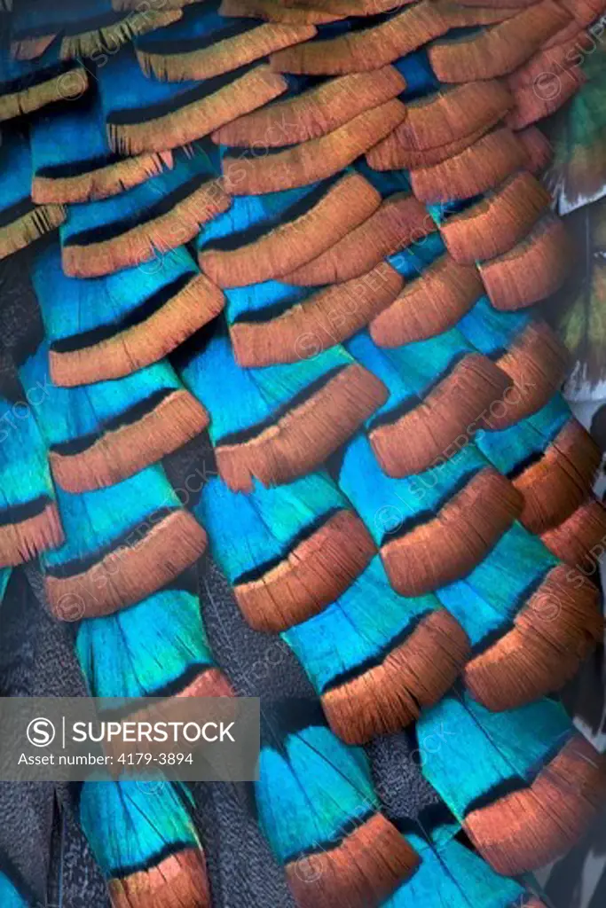 Ocellated Turkey (Meleagris ocellata), feather patterns.  CAPTIVE, native to Central America