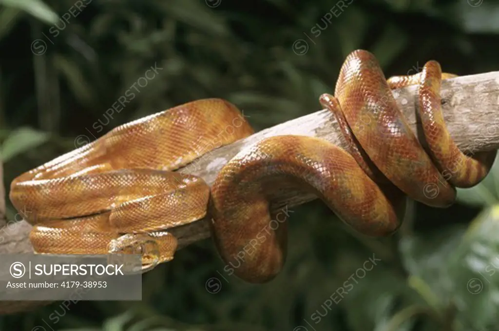 Amazon Tree Boa (Corallus e. enydris), IC, Velvia