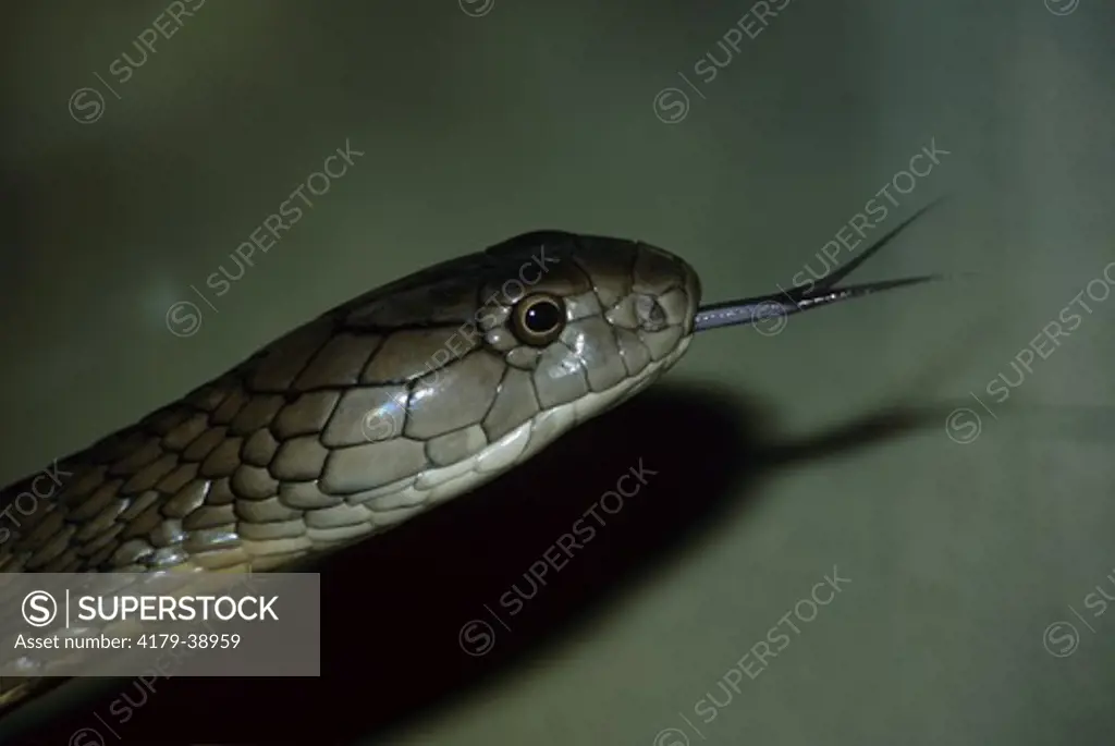 King Cobra (Ophiophagus hannah) San Diego, CA