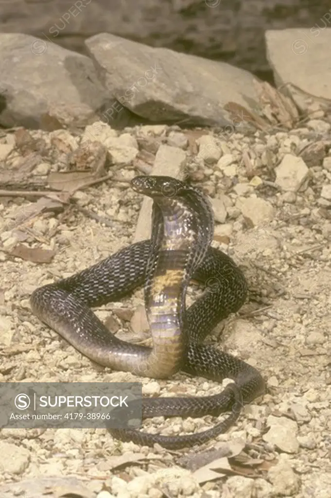 Black Pakistani Cobra (Naja naja) Pakistan