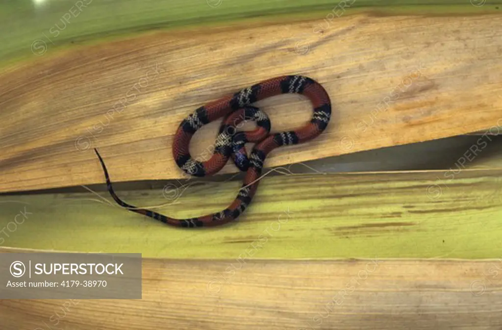 False Coral Snake (Oxyrhopus guibei) Brazil