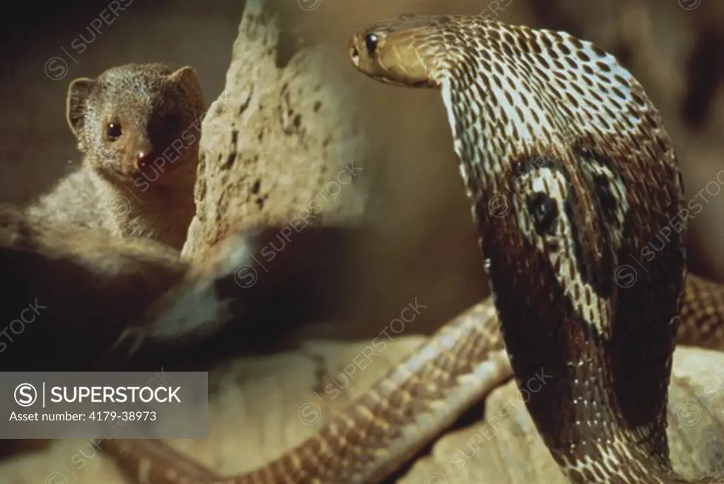Cobra And Mongoose, India