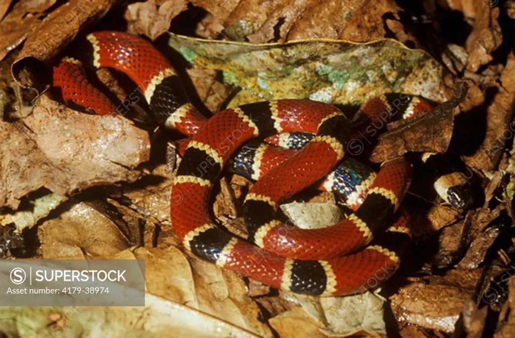 Coral Snake - Venomous (Micrurus Nigrocintus) Costa Rica