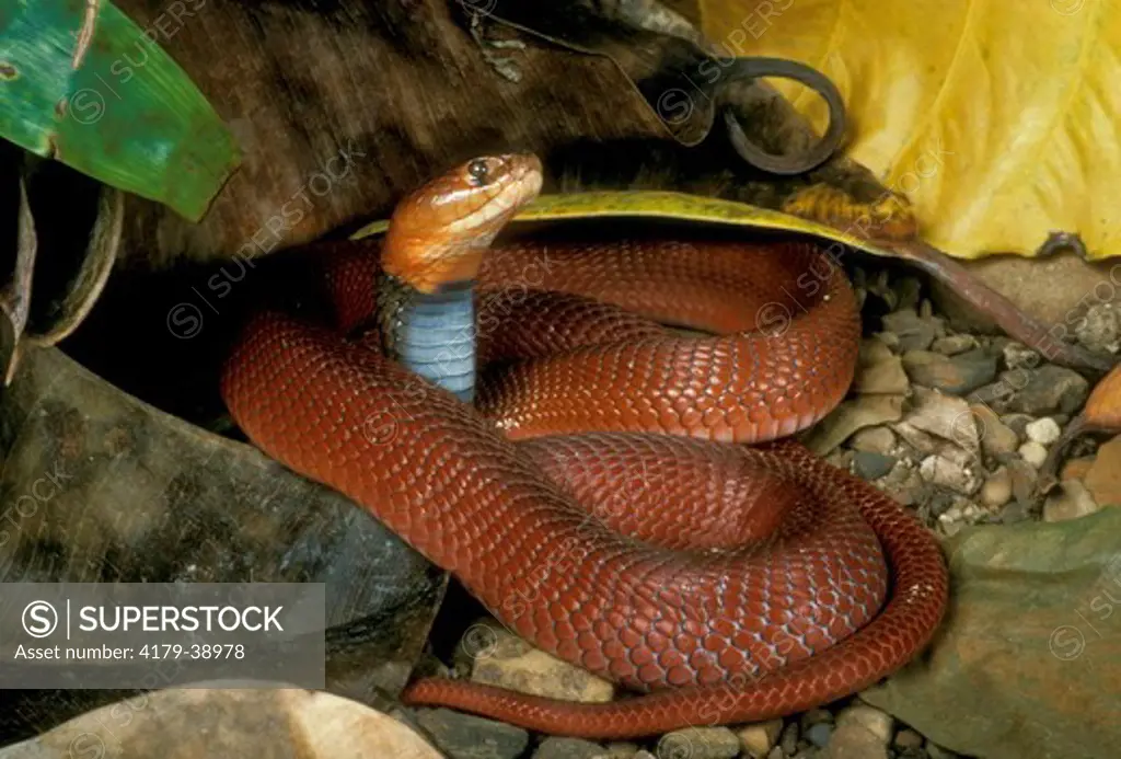 Red Spitting Cobra (Naja mossambica pallida), Mozambique