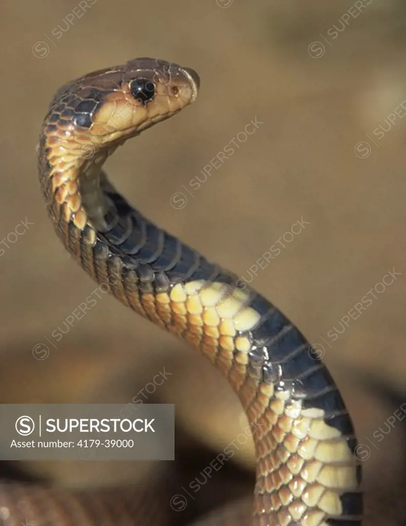 Coral Snake (Aspidelaps lubricus) Kaokoland
