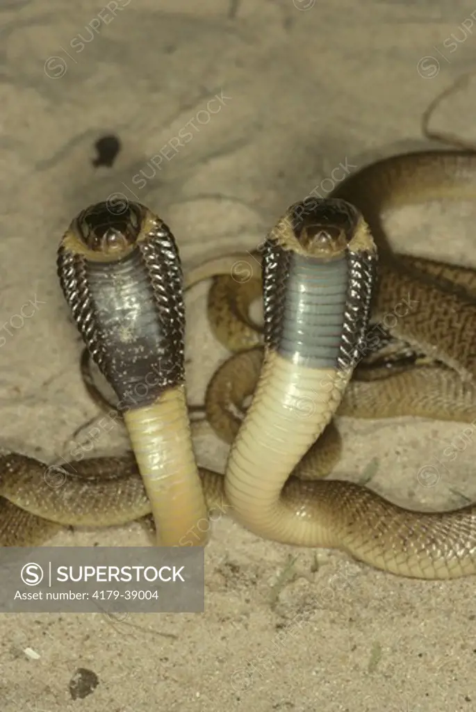 Cape Cobras (Naja nivea)   Juvenile, Defense Posture, South Africa