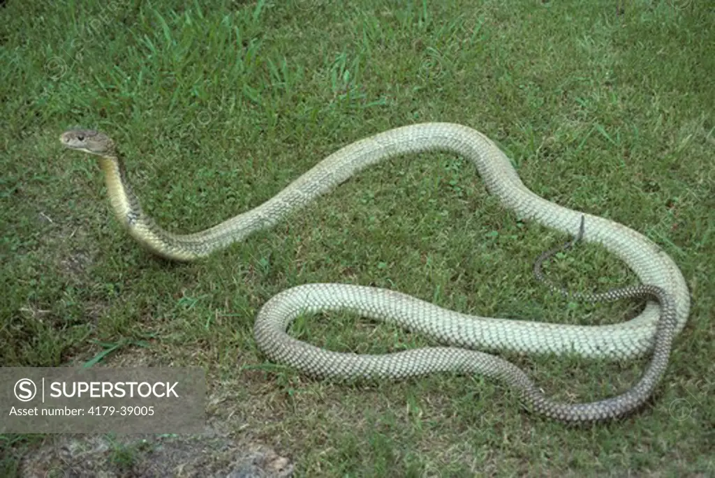 King Cobra (Ophiophagus hannah) 15 feet long