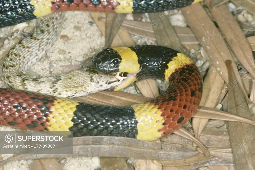 Texas Coral Snake eating (Micrurus fulvius tener) a  juvenile western Coachwhip