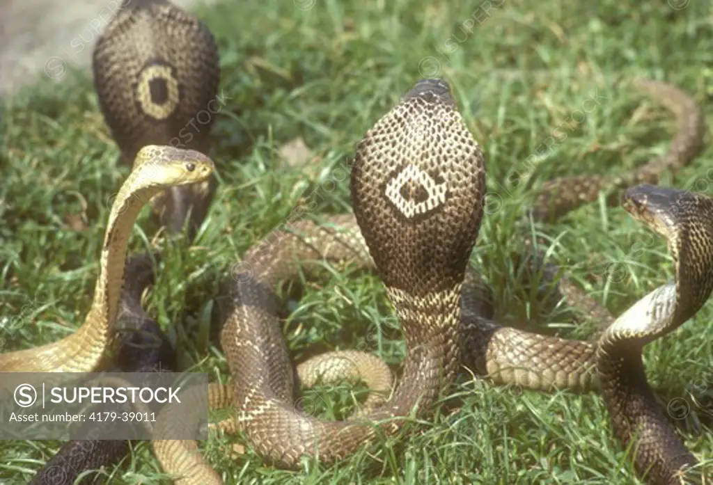 Indian Cobras (Naga naga), Snake Farm. Bangkok, Thailand