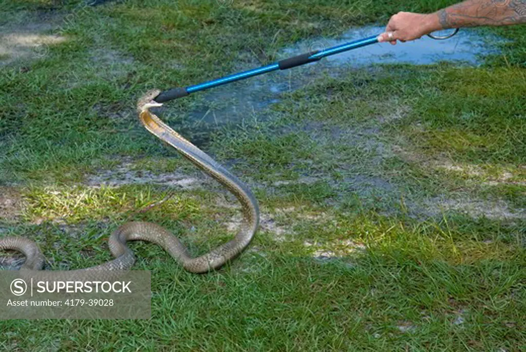 Tug-of-War with a Malaysian King Cobra (Ophiophagus hannah) over control of a snake hook.  The King Cobra is the world's largest venomous snake, growing to a length of 18.5 ft (5.7 m).  The potent neurotoxic venom attacks the victim's central nervous syst
