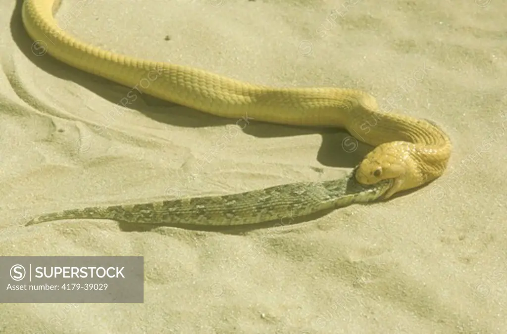 Cape Cobra feeding on Snake (Naja nivea)prey