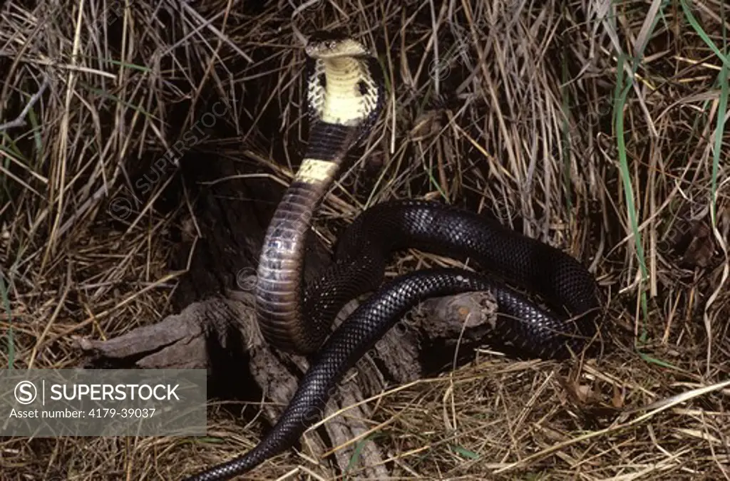 Indian Cobra (Naja naja),