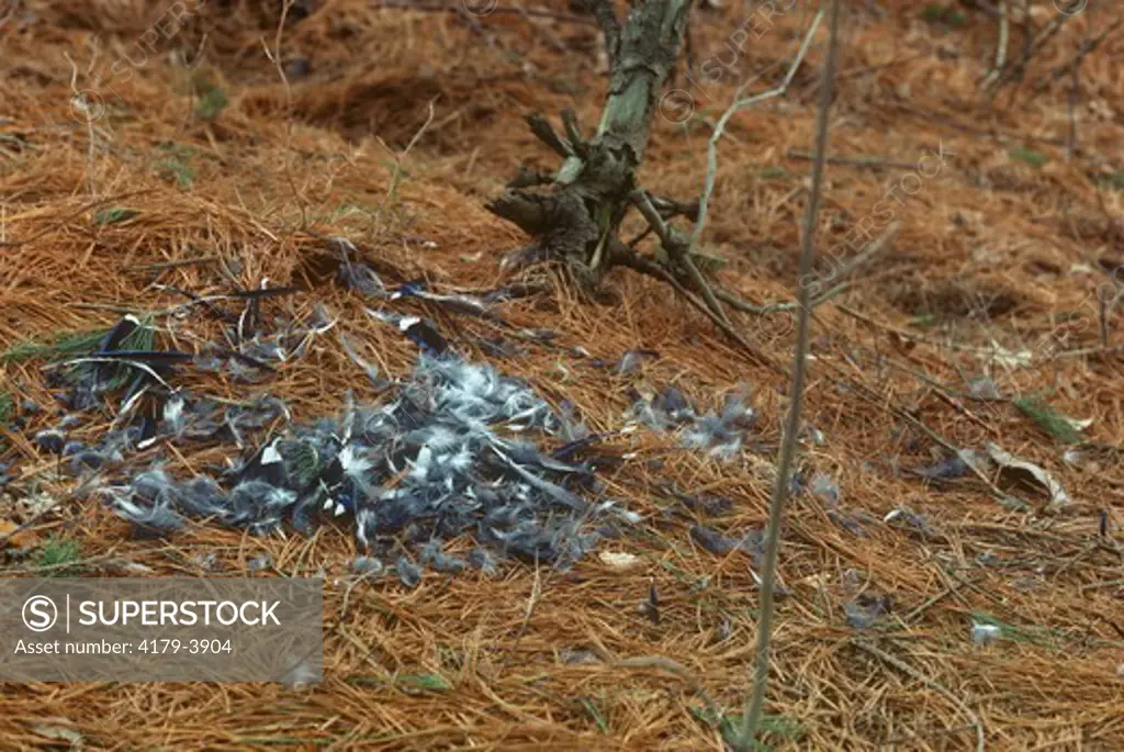 Bluejay (Cyanocitta cristata) killed by predator, feathers remain