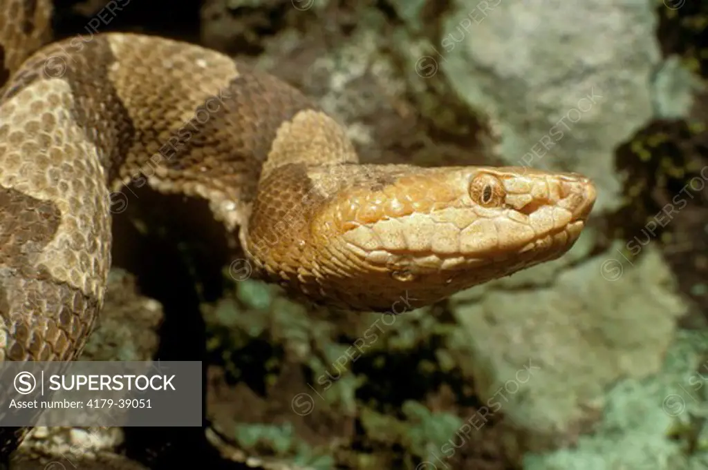 Northern Copperhead (Agkistrodon contortrix mokeson) w/Heat Seek Organ