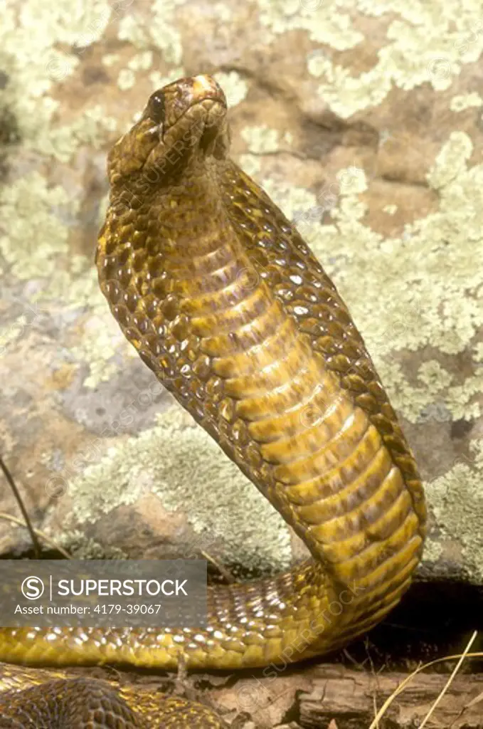Golden Cape Cobra (Naja nivea) South Africa / Namibia